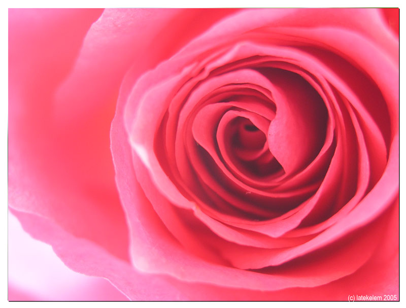 A Rose from Tyumen