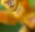 Flower buds